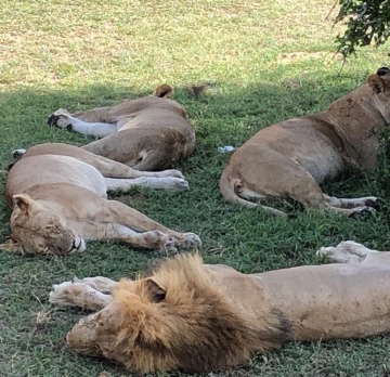 15-Day Kenya Wildlife & Beach Safari: From the Savannah to the Indian Ocean